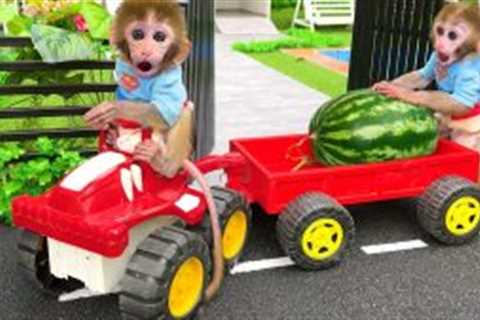 Monkey Baby Bon Bon harvests watermelons in the garden and eats crocodile jelly