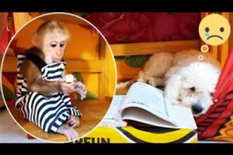 Baby monkey Tony closes book so Lu puppy doesn’t have to study