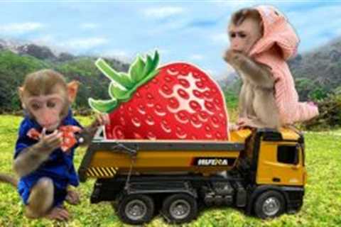 Farmer Bim Bim harvest strawberry so funny
