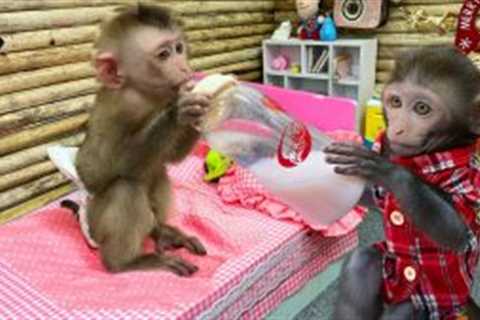 Bim Bim helps dad take care of baby monkey OBi