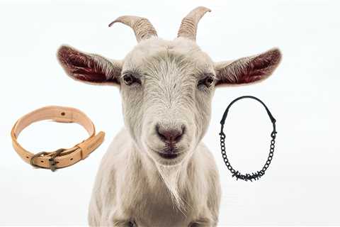 Best Goat Collars For Your Herd - Critter Ridge