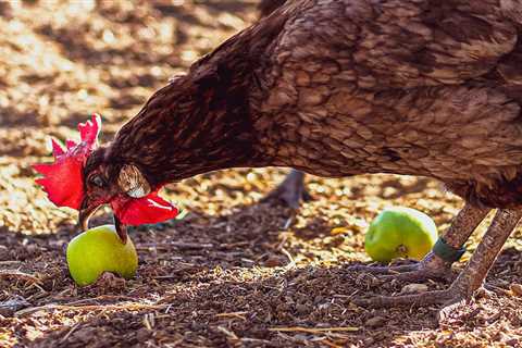Can Chickens Eat Apple? - Critter Ridge