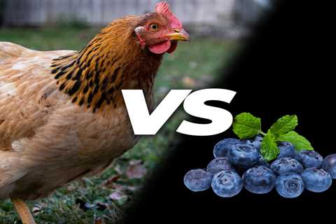 Can Chickens Eat Blueberries? - Critter Ridge