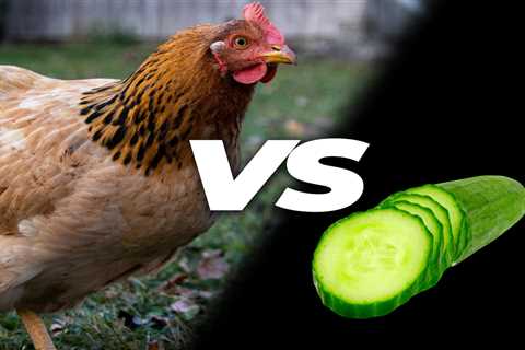 Can Chickens Eat Cucumbers? - Critter Ridge