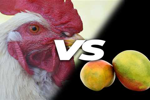 Can Chickens Eat Mangos? - Critter Ridge