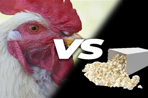 Can Chickens Eat Popcorn? - Critter Ridge