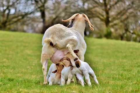 Goat Milk For Your Health - A Complete Guide - Critter Ridge