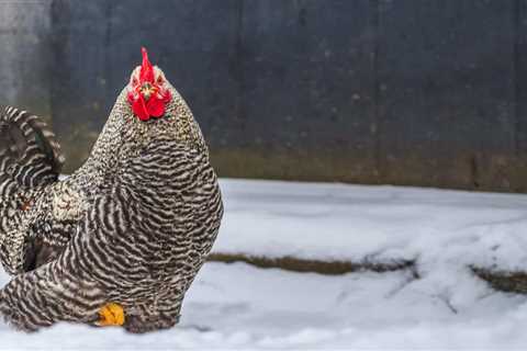 Our Guide on Keeping Your Chickens Warm During the Winter