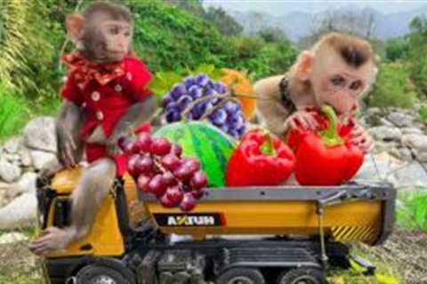 Smart Bim Bim harvests fruit and picnic with baby monkey Obi