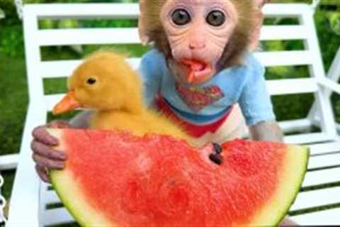 Monkey Baby Bon Bon eats watermelon with ducklings and plays with puppies in the garden