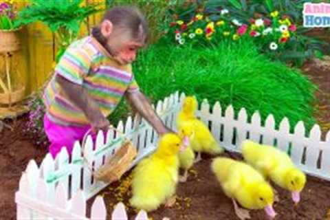 BiBi helps dad take care of ducklings and harvest fruit