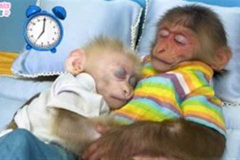 Nanny BiBi helps dad take care of baby monkey Obi