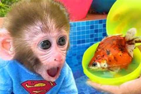 Monkey Baby Bon Bon open Surprise eggs contain ducklings, koi fish and swims with puppy at the pool