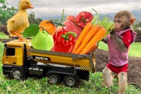 Bim Bim takes ducklings to harvest fruit in the storm