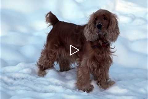 Rescued Dog Leila, now Loli Adoption - Update 5th February