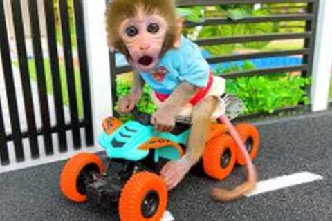 Monkey Baby Bon Bon order a motorbike and drove to the playground with the puppy