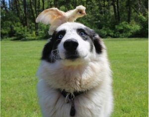 Dogs and Chickens – How To Keep The Peace!