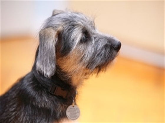 いいニオイにつられて【ポナさんの日常＃69】17歳8ヶ月9・10日目 Old dog dachshund Take a walk