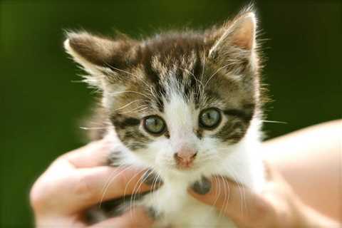 Note : The Ultimate Guide To How to Train a Cat: Clicker Training - Ethos Veterinary Health