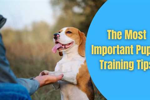 The Most Important Puppy Training Tips