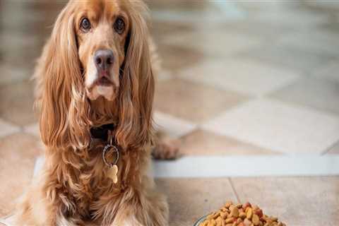 What dog food is killing the dogs?