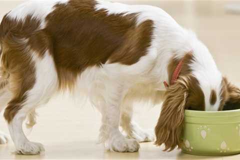 What dog foods should dogs avoid?