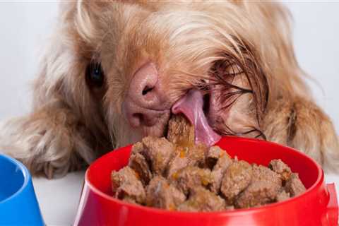 Which dog food do dogs like the taste of best?
