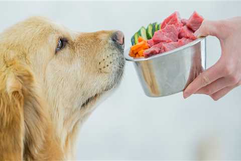 What is the healthiest dog food in stores?