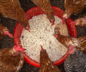 What Treats Are Good & Bad For Chickens?