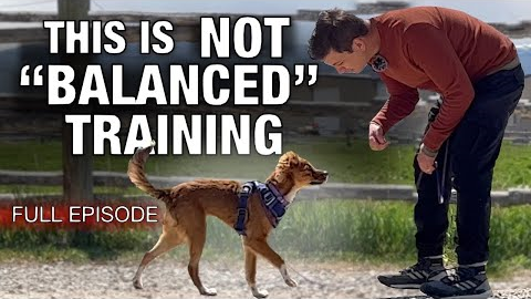 What “Balanced” Dog Trainers CAN’T Show You! ￼How I STOP 2 of the MOST Annoying Puppy Habits