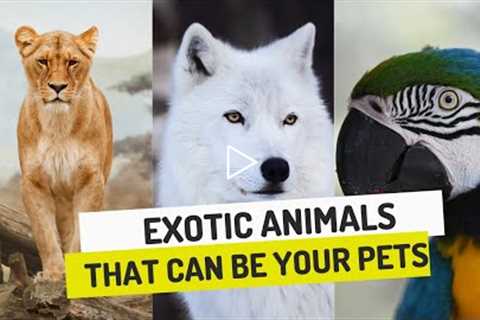 Top 5 Exotic Pet Animals That You Can Own