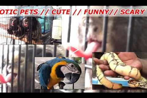 exotic pets // cute // funny // scary