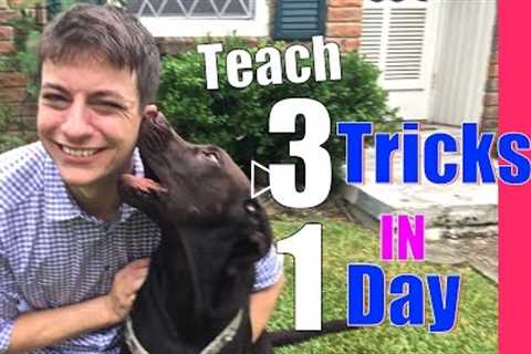 Teach Your Dog 3 Tricks in 1 Day! Speak, Shake and…