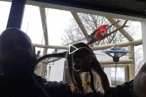 Living with monkey and exotic pets uk