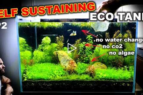 Self Sustaining Betta Fish Eco Tank: NO WATER CHANGE (EP2)