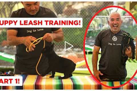 How To Leash Train Your Puppy (Dog Tips)