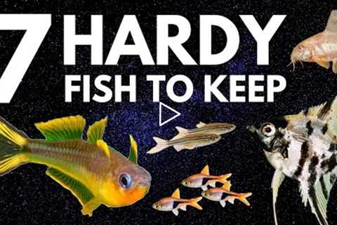 Top 7 Hardy Fish for Your Freshwater Aquarium