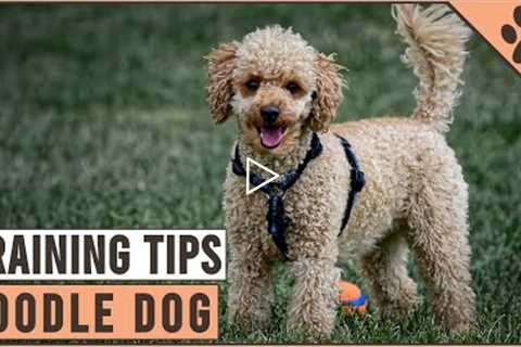 How To Train A Poodle | Dog World