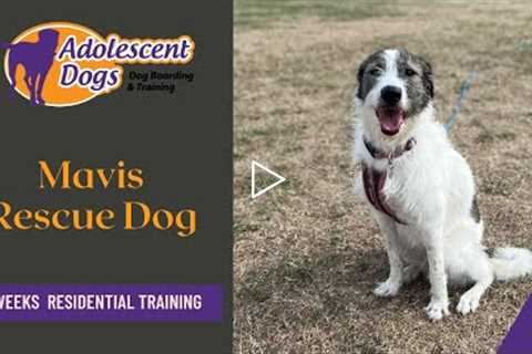 Mavis the Rescue Dog - 3 Weeks Residential Dog Training