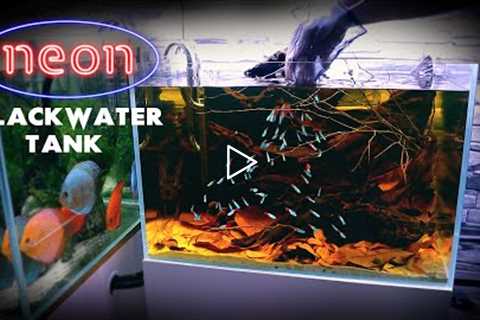 Aquascape Tutorial: NEON TETRA Blackwater Aquarium (How To: Step By Step Fish Tank Build Guide)
