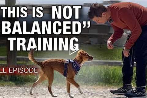 What “Balanced” Dog Trainers CAN’T Show You! ￼How I STOP 2 of the MOST Annoying Puppy Habits
