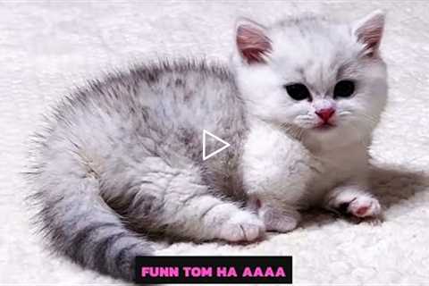Baby Cats - Cute and Funny Cat Videos / funn tom Ha aaaa