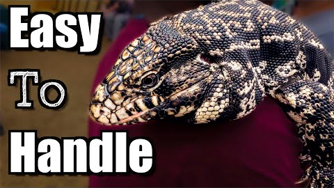 Top 10 Best Reptiles To Handle