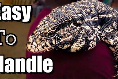 Top 10 Best Reptiles To Handle