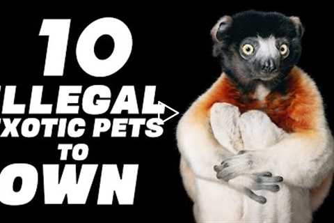 The 10 ILLEGAL Exotic Pets