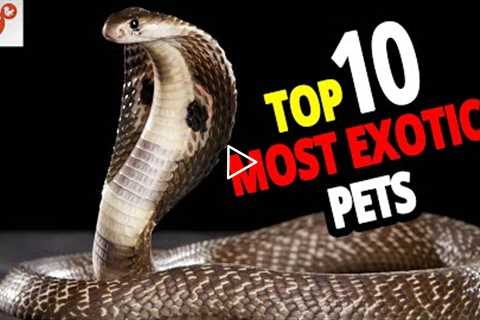 🐍 List Of The TOP 10 Most Exotic Pets In The World!