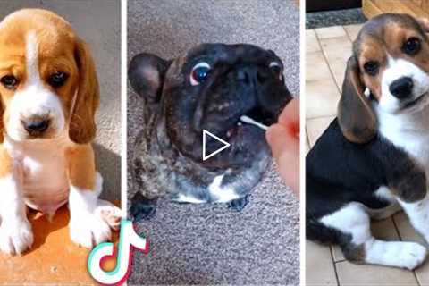 Best Viral DOGS on the Internet! 🐶 Funny Dogs Compilation! 🐶