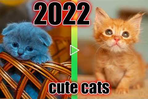 Cute And Funny Cats Videos Compilation 2022
