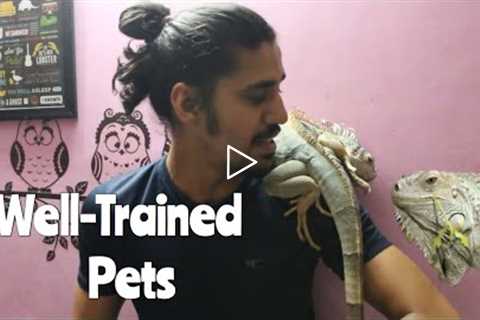 My Well- TRAINED LIZARD | Wildly Indian