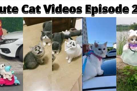 Funny cat videos || Cute Cat videos|| Cat videos for cats to watch  #Ep20